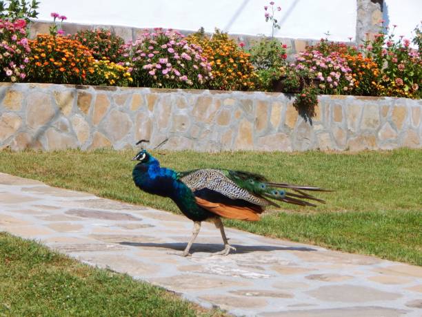 istock Peafowl (peacock) in the garden 1337505944