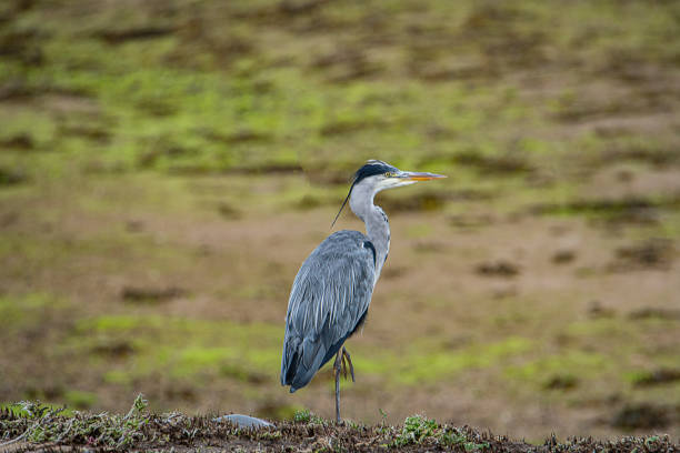 istock Gray heron Brodick bay arran 1337506011