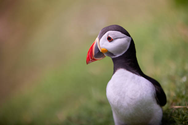 istock puffin standing on a rock cliff . fratercula arctica 1337506062