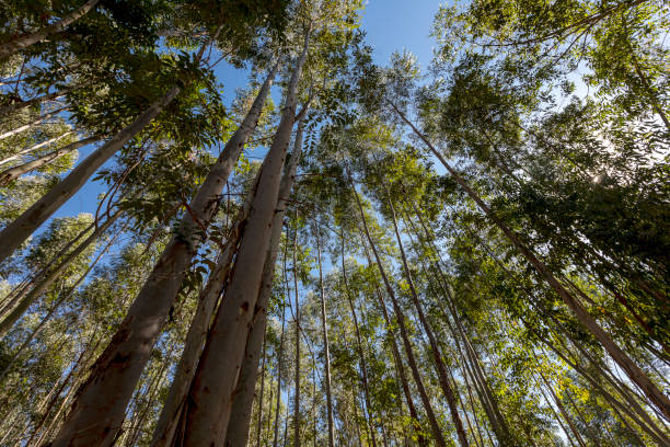 eucaliptos - tree area beautiful vanishing point tree trunk - fotografias e filmes do acervo