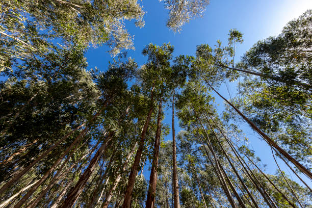 ユーカリの木 - eucalyptus wood ストックフォトと画像