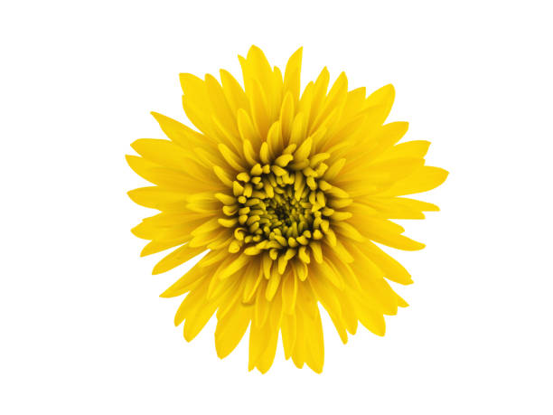 istock autumn yellow flowers, golden balls, isolate on a white background 1337507464