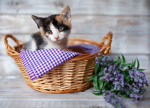 A cute kitten outdoors in a basket at back yard