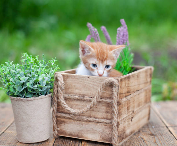 istock Fluffy orange cat sits in wicker basket in summer garden 1337508554