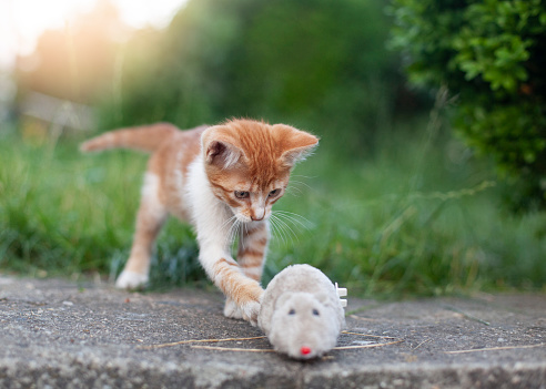 Kitten plays with toy mouse at backyard