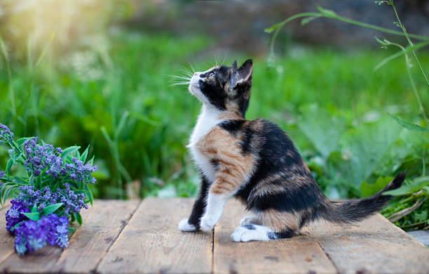 istock Side view of cute colorful kitten walking at back yard 1337508581