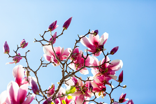 Magnolia flowers and buds, beautiful nature background with copy space