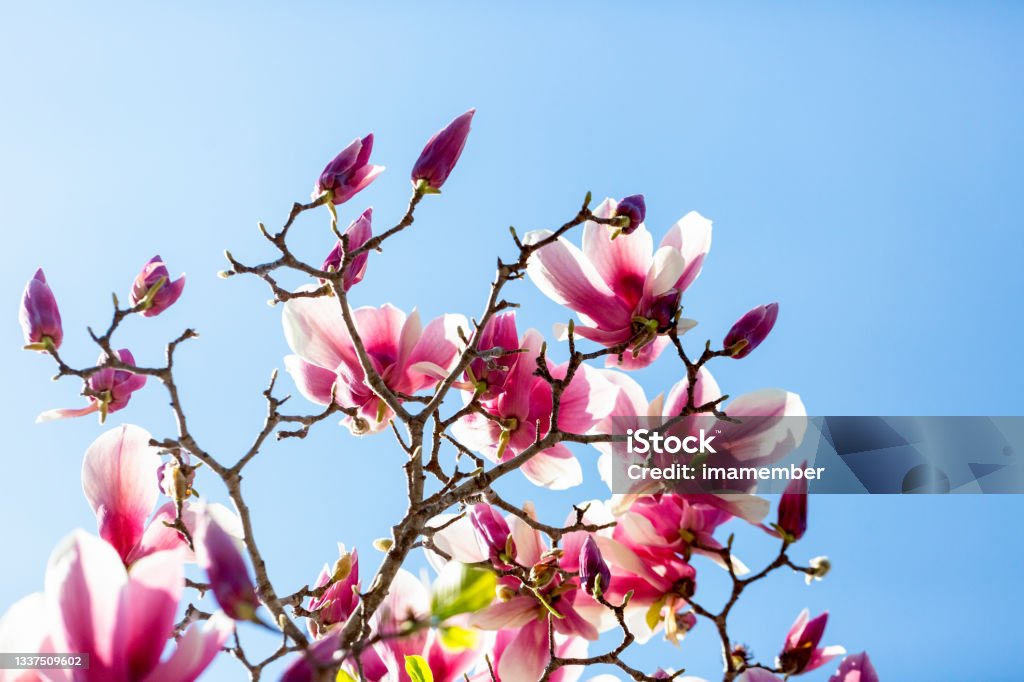 Magnolia flowers and buds, beautiful nature background with copy space Closeup Magnolia flowers and buds, beautiful nature abstract background with copy space, full frame horizontal composition Magnolia Stock Photo