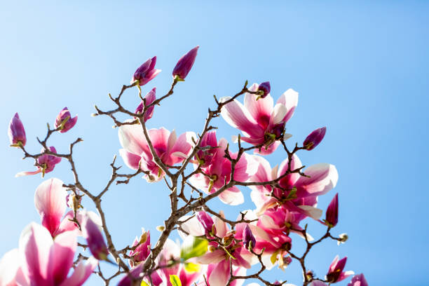 flores e brotos magnólias, belo fundo da natureza com espaço de cópia - spring magnolia flower sky - fotografias e filmes do acervo