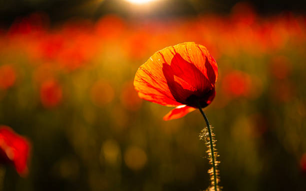 Poppies in the sunset