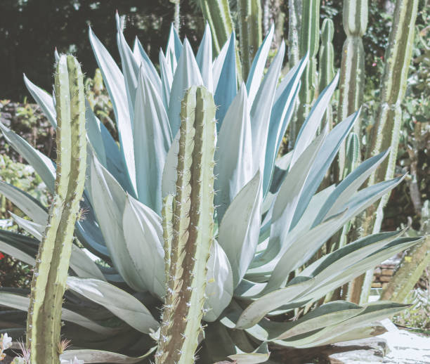 istock Cactus and aloe garden 1337511453