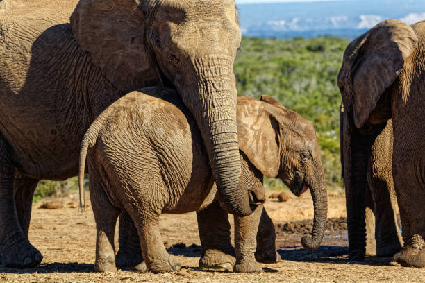 istock Female Elephant with trunk draped over baby 1337512456