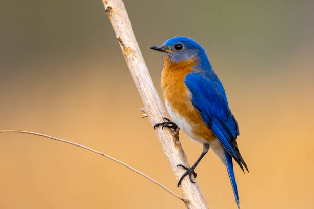 eastern bluebird on a branch