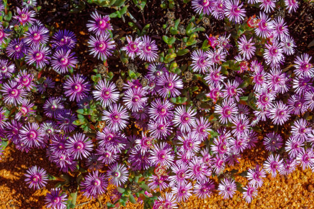 flores da planta de gelo mauve ruschia em gifberg - gifberg - fotografias e filmes do acervo