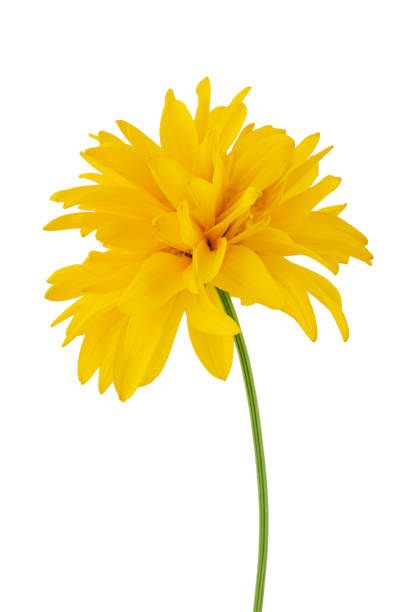 Rudbeckia 'Gloriosa Double Gold' large yellow flower with brown center isolated on white.