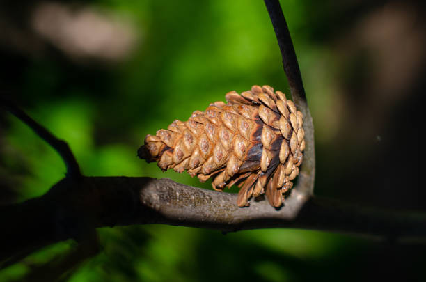 istock Fir cone stuck on the branch 1337514869