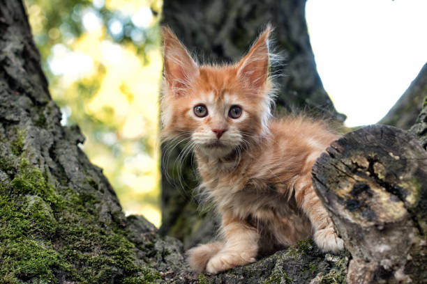 istock A big red maine coon kitten sitting on a tree. 1337515645