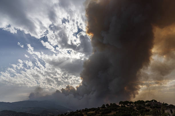 A forrest after a bushfire