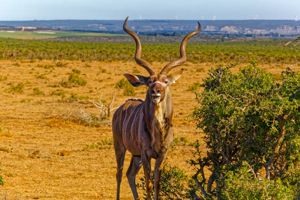 Majestic Kudu bull with mouth open next to Spekboom tree in Addo Elephant Park, South Africa