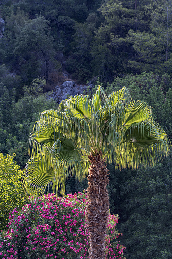 Close-up of palm tree and pink flowers in nature.