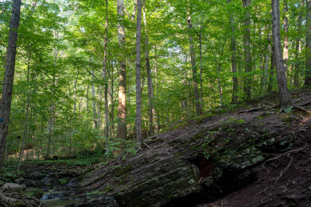istock Dramatic ancient geological rock formations in the woods 1337519268