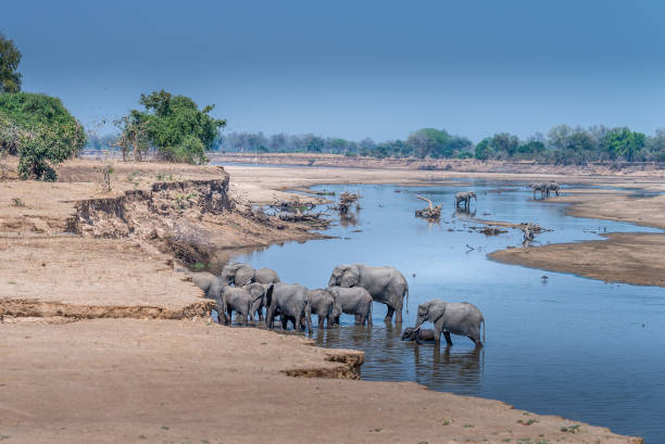 Elephants wading in the Luangwa River Zambia a her of elephants wading in the Luangwa river Zambia zambia stock pictures, royalty-free photos & images