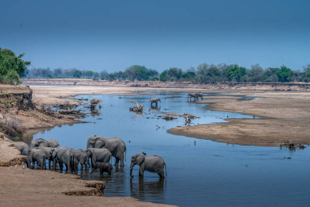 istock Elephants in the Luangwa River- Zambia 1337519320
