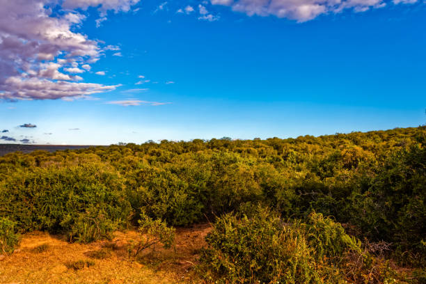 Landscape of subtropical thicket vegetation in Addo Elephant Park, South Africa