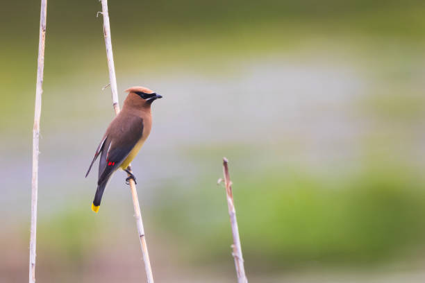 American jasper on the fly hunt. American jasper, boreal jasper, bombycilla cedrorum, cedar waxing, fly hunting, placed on a stem cedar waxwing stock pictures, royalty-free photos & images
