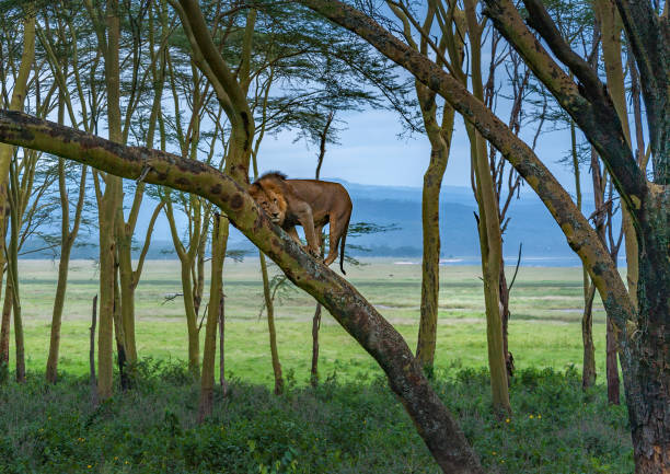 Male lion high upon a tree trunk Nakuru