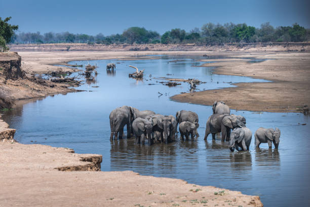 istock Elephant herd in the Luangwa River 1337522587