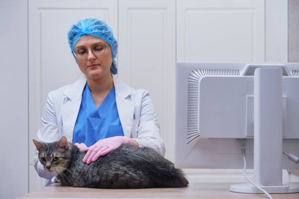 istock A veterinarian examines a sick cat on a table in a veterinary clinic 1337522681