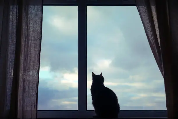 Photo of The silhouette of a cat on the background of a dark window with a cloudy sky