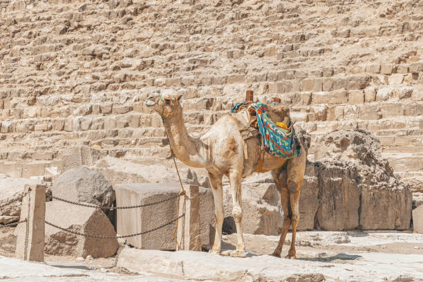 a beautiful camel stands against backdrop of the great pyramid of giza - egypt camel pyramid shape pyramid imagens e fotografias de stock