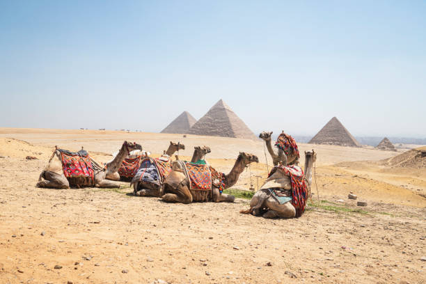 기자 피라미드의 위대한 피라미드를 배경으로 다음 라이더들 앞에서 다채로운 담요를 덮고 있는 낙타 - egypt camel pyramid shape pyramid 뉴스 사진 이미지