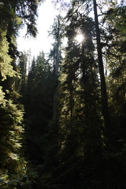 istock Sun shines through conifers in Olympic National Forest 1337522821