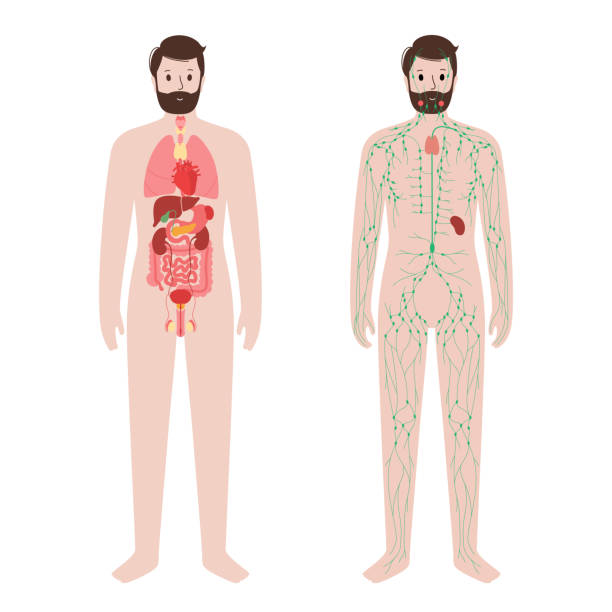 Organs and lymphatic system Internal organs and lymphatic system in human body. Thymus, spleen and lymph nodes and ducts in male silhouette. Stomach, liver, heart, kidney, intestine and other organs. Medical vector illustration testis stock illustrations