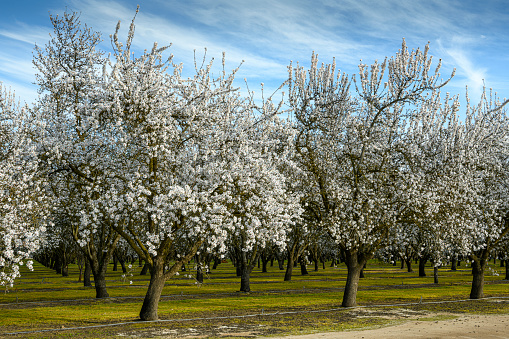 Close-up of springtime almond (Prunus dulcis) trees with new  blossoms developing.\n\nTaken in the San Joaquin Valley, California, USA.