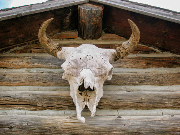 cranio di mucca cornuta appeso sopra la capanna di tronchi - animal skull cow bull old foto e immagini stock