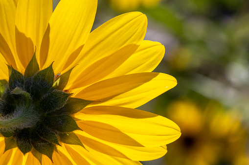 Macro image of a sunflower from the back