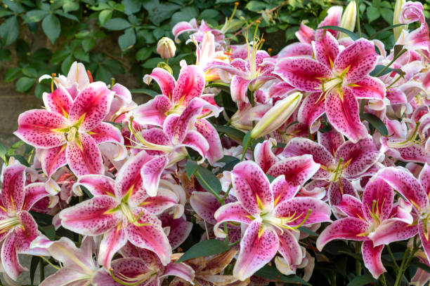 lys stargazer - lily pink stargazer lily flower photos et images de collection