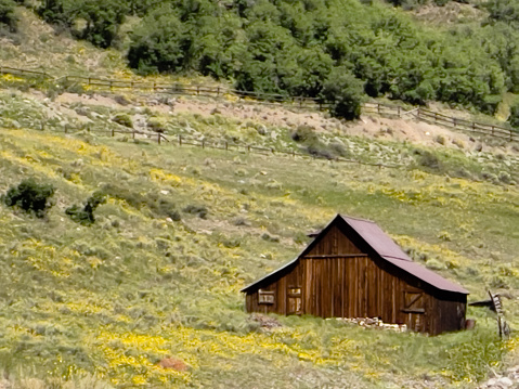 Rustic Abandoned wooden barns from the 19th century in a sloped field nestled in the Rocky Mountains in Southwestern Colorado on a sunny summer day