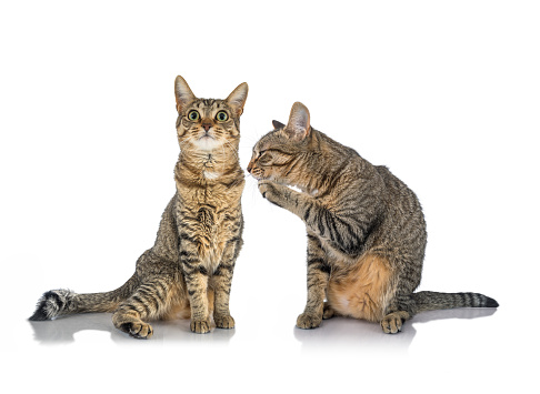 stern sad cat isolated on white background, meme