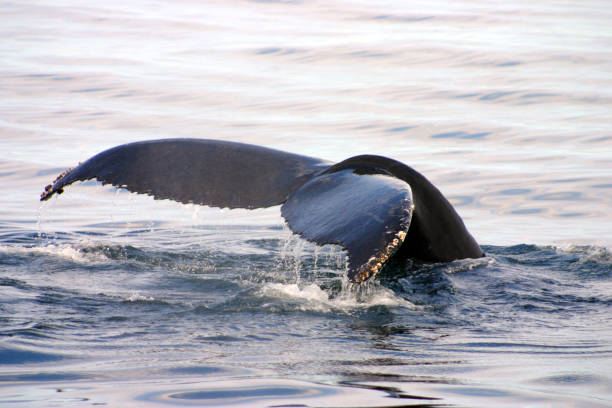istock Tail fin of a gray whale in Atlantic 1337533250