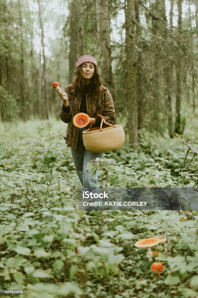 Harvesting Amanita Muscaria mushrooms in the alaskan forest. Amanita muscaria, the red spotted magic mushroom, foraged from the forest. Foraging Stock Photo