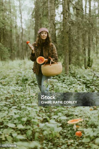 Harvesting Amanita Muscaria Mushrooms In The Alaskan Forest Stock Photo - Download Image Now