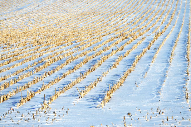 campo di grano invernale - corn snow field winter foto e immagini stock