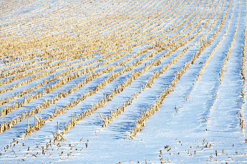 Corn stubble field after snowfall.