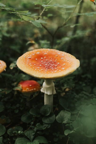istock Amanita Muscaria in lush forest 1337535587