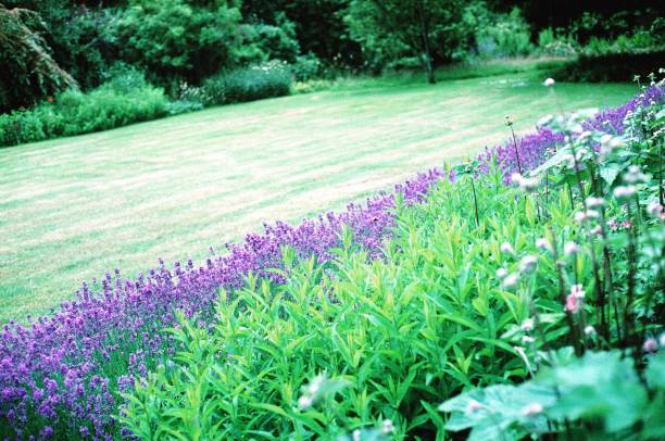 istock English home garden with greenery and lavender 1337536272